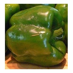 pimiento yolo wonder (semillas ecolÃ³gicas biodinamicas)