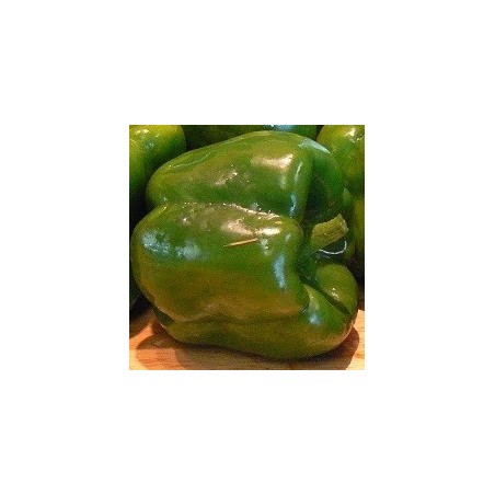 pimiento yolo wonder (semillas ecolÃ³gicas biodinamicas)