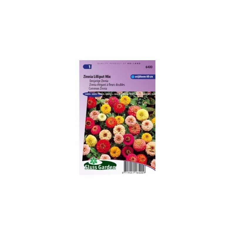 zinnia lilliput (Zinnia elegans)