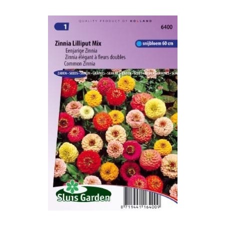 zinnia lilliput (Zinnia elegans)