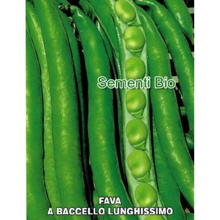 haba aguadulce slonga  - semillas ecologicas