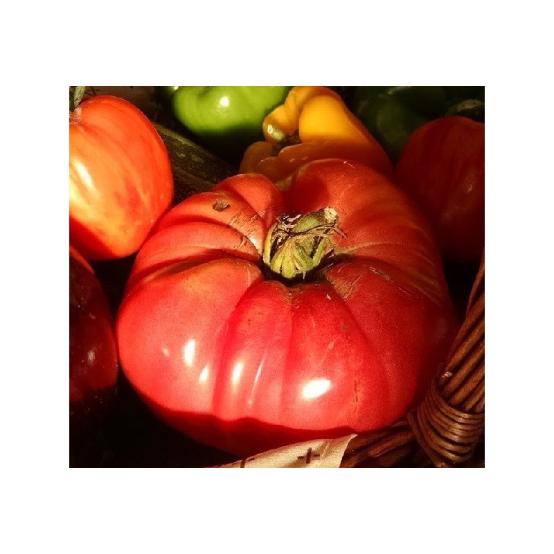 Tomate Rosa Olena Ukranian (Semillas no tratadas)