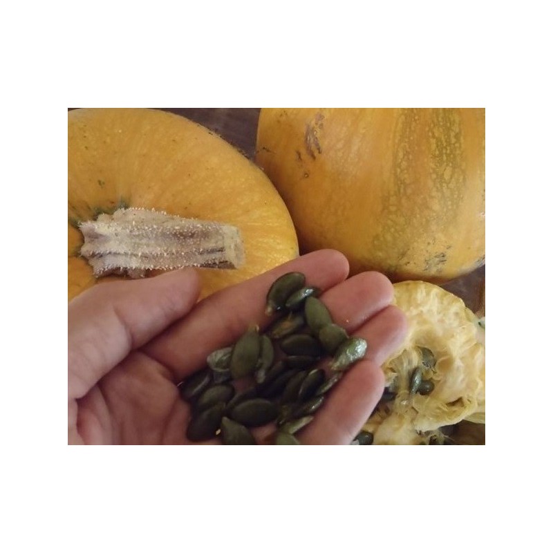 calabaza para pipas semillas ecolÃ³gicas