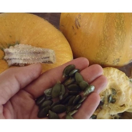 calabaza para pipas semillas ecolÃ³gicas