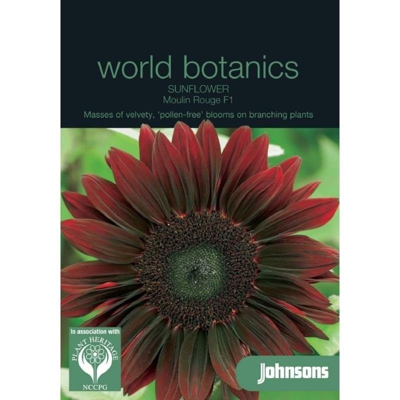 girasol rojo moulin rouge F1