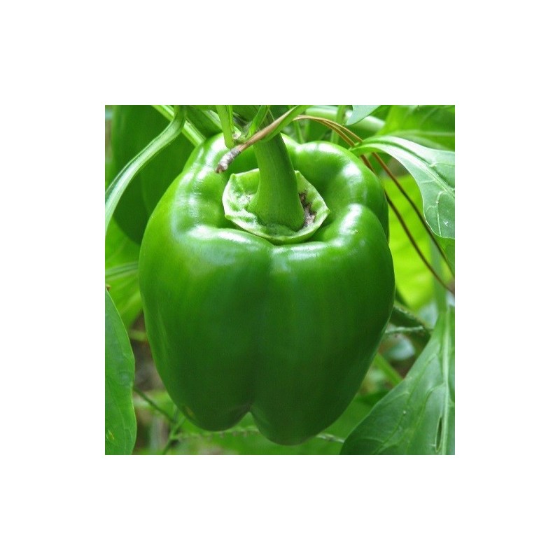 pimiento California wonder (semillas no tratadas)