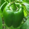 pimiento California wonder (semillas no tratadas)
