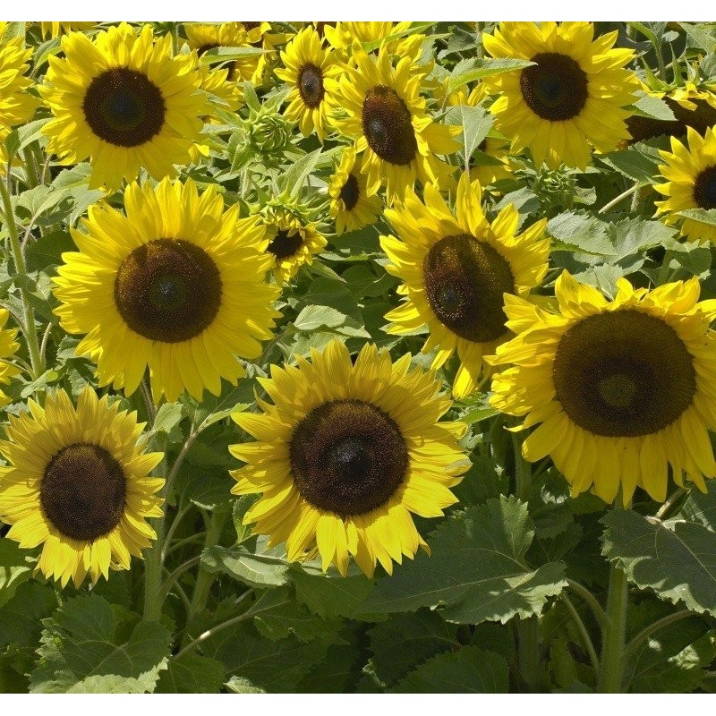 girasol enano sunspot  (semillas no tratadas)