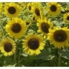 girasol enano sunspot  (semillas no tratadas)