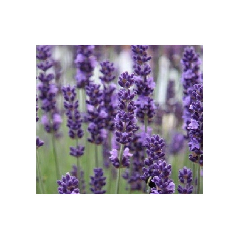 lavanda vera (lavandula spica) - semillas ecolÃ³gicas