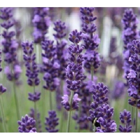 lavanda vera (lavandula spica) - semillas ecolÃ³gicas