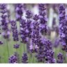 lavanda vera (lavandula spica) - semillas ecolÃ³gicas