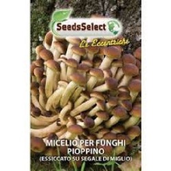 micelio de seta de chopo (pholiota aegerita)