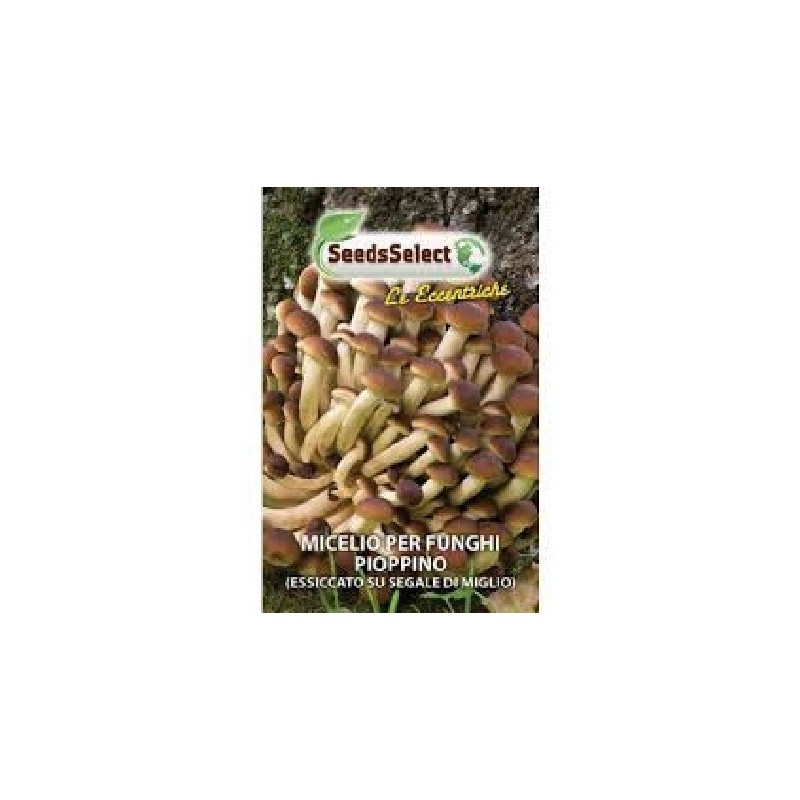 micelio de seta de chopo (pholiota aegerita)