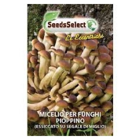 micelio de seta de chopo (pholiota aegerita)