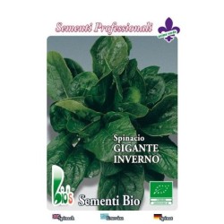 espinaca gigante de invierno - semillas ecolÃ³gicas