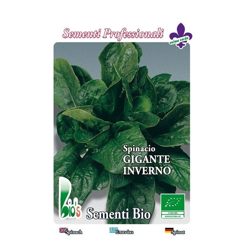 espinaca gigante de invierno - semillas ecolÃ³gicas