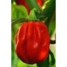 pimiento habanero - semillas ecolÃ³gicas