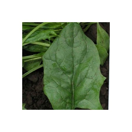 espinaca oriental pv 0438 F1 (semillas sin tratamiento)