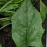 espinaca oriental pv 0438 F1 (semillas sin tratamiento)