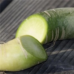 rÃ¡bano de carne verde - semillas ecolÃ³gicas