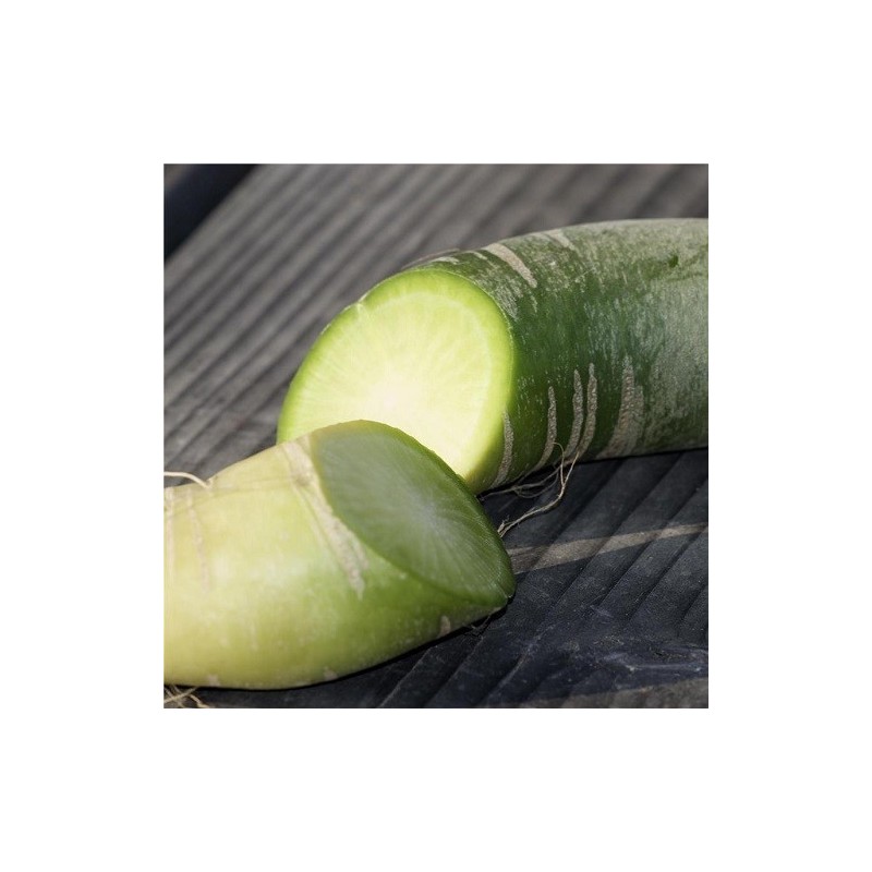 rÃ¡bano de carne verde - semillas ecolÃ³gicas
