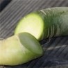 rÃ¡bano de carne verde - semillas ecolÃ³gicas