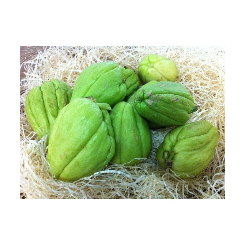 Christophine - Chayote (Sechium edule)