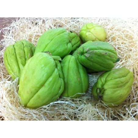 Christophine - Chayote (Sechium edule)