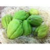 Christophine - Chayote (Sechium edule)