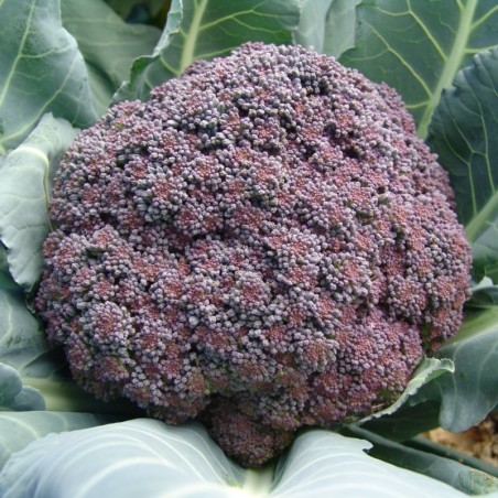 brocoli morado Miranda (semillas sin tratamiento)