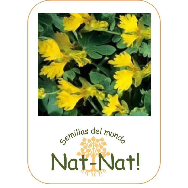 capuchina trepadora de los canarios (tropaeolum peregrinum)