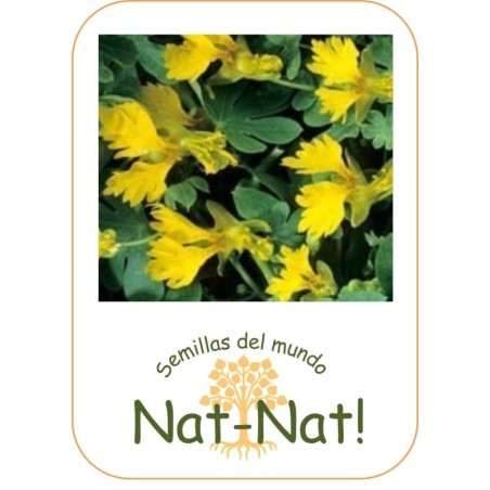 capuchina trepadora de los canarios (tropaeolum peregrinum)