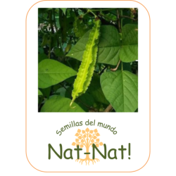 guisante con alas - guisante esparrago