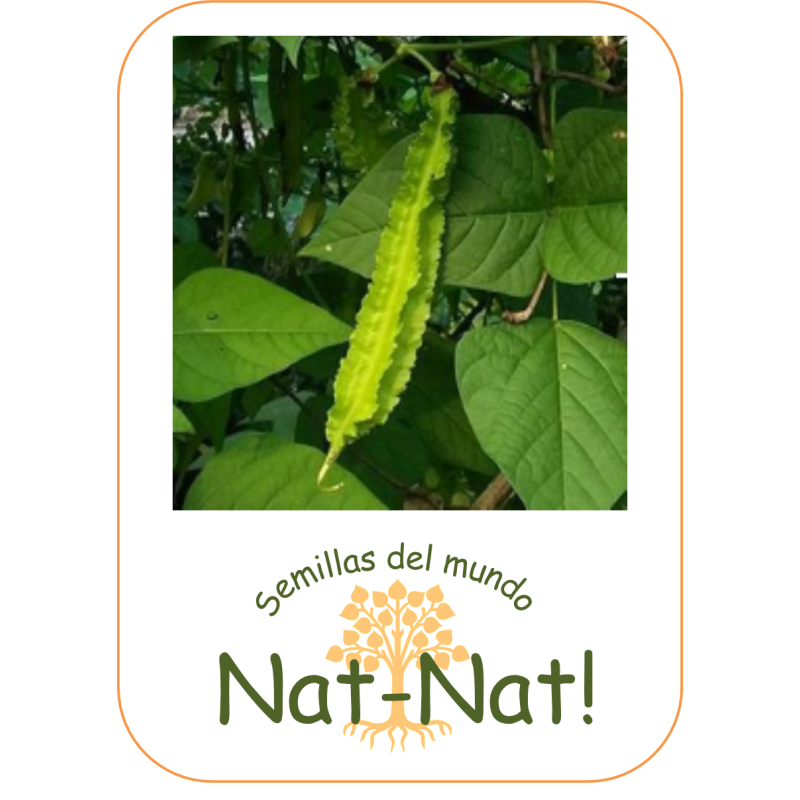 guisante con alas - guisante esparrago