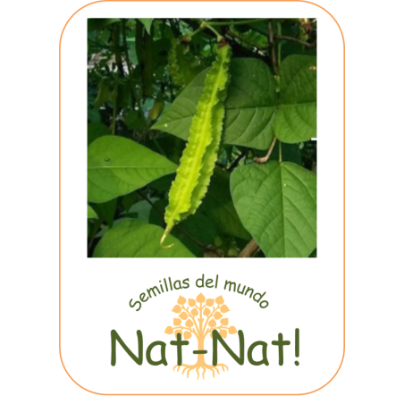 guisante con alas - guisante esparrago