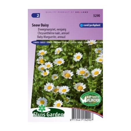 crisantemo (Chrysanthemum paludosum)