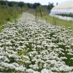 cebollino de China, semillas ecolÃ³gicas