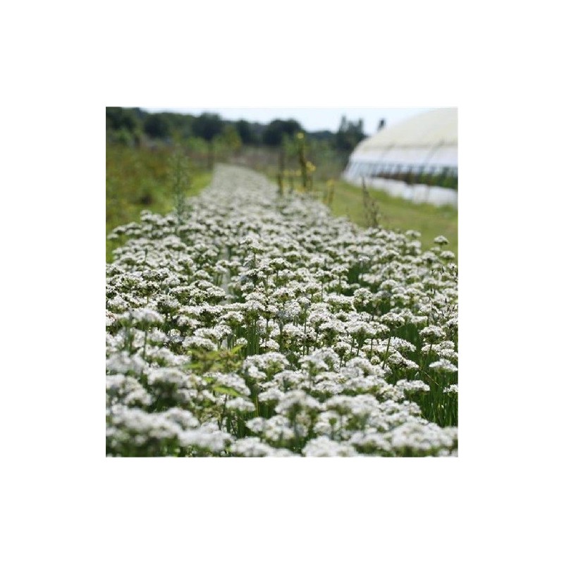 cebollino de China, semillas ecolÃ³gicas