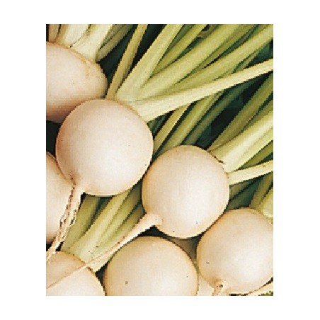 nabo Tokyo White Cross (semillas sin tratamiento)