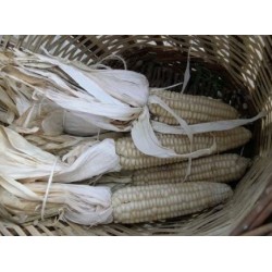 maiz de escuadrar (semillas ecolÃ³gicas)