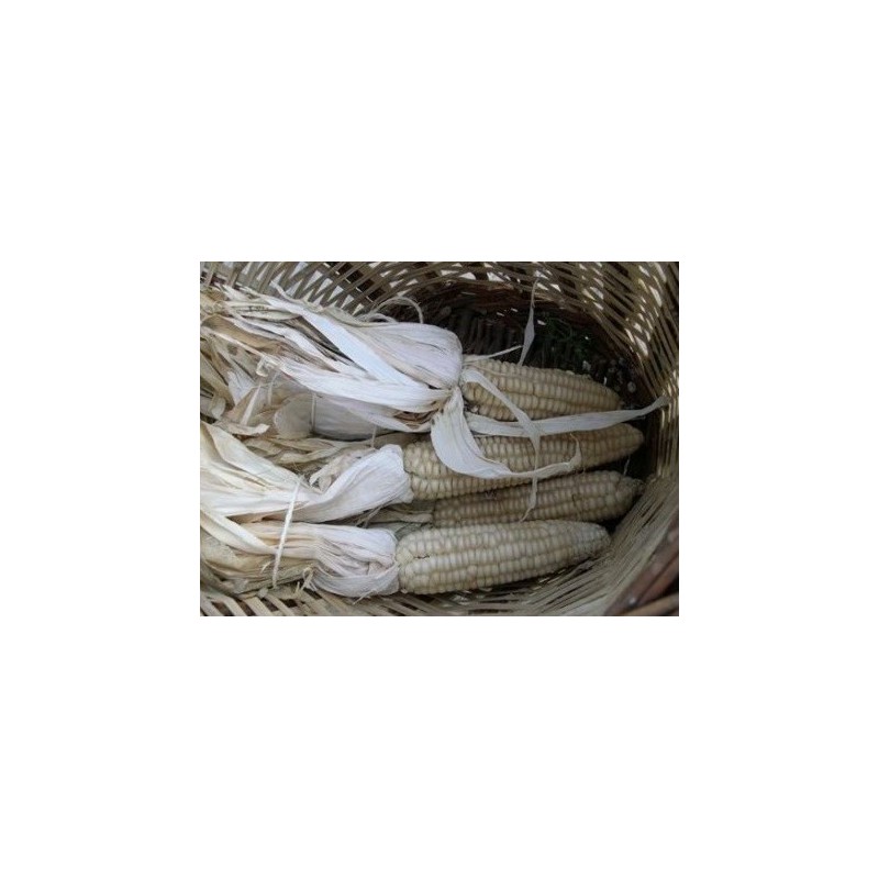 maiz de escuadrar (semillas ecolÃ³gicas)