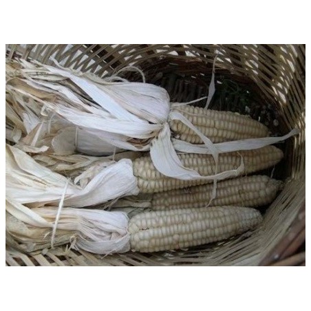 maiz de escuadrar (semillas ecolÃ³gicas)