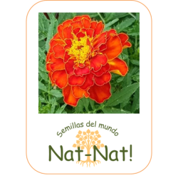 tagete doble enano bolero (Tagetes patula nana)