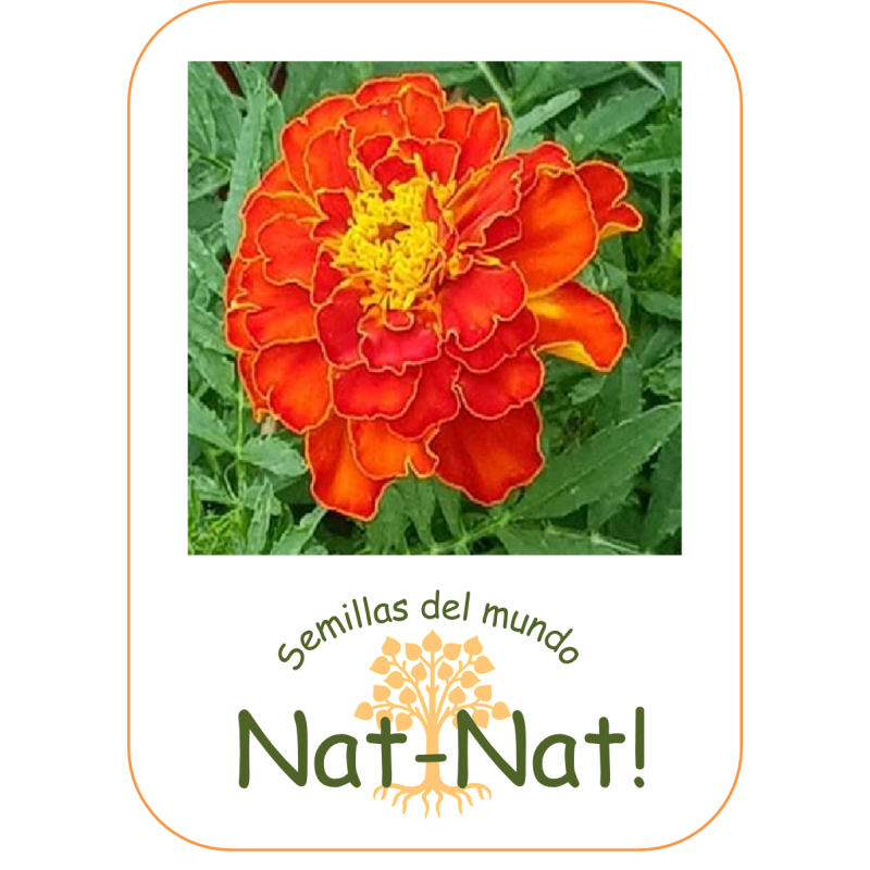 tagete doble enano bolero (Tagetes patula nana)
