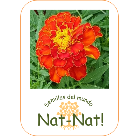 tagete doble enano bolero (Tagetes patula nana)
