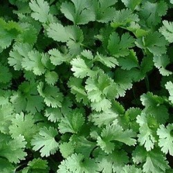 Cilantro Calypso (semillas sin tratamiento)