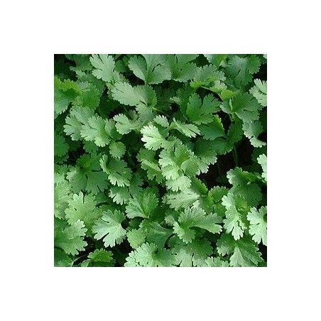 Cilantro Calypso (semillas sin tratamiento)