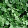 Cilantro Calypso (semillas sin tratamiento)