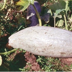 calabaza banana blue semillas ecolÃ³gicas